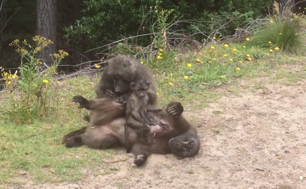 Baboons enjoy a morning out on Constantia Nek hiking trail