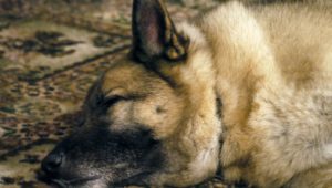 Mdzananda Animal Clinic experiences worst influx of Canine Parvovirus in 24 years