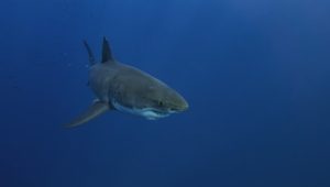 Shark Spotters urges public to remain cautious amid increased sightings