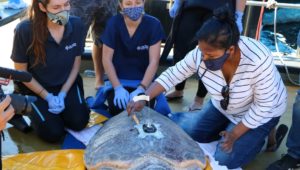 Two Oceans Aquarium release 23 sea turtles back into ocean