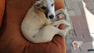 SPCA offers R5000 reward for missing dog