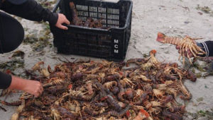 Public urged not to consume contaminated seafood as red tide continues to spread