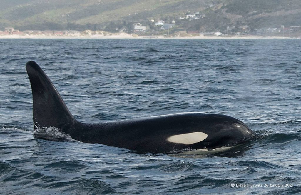 SA scores its first-ever acoustic recording of a killer whale
