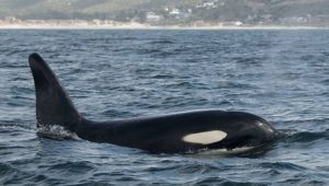 SA scores its first-ever acoustic recording of a killer whale
