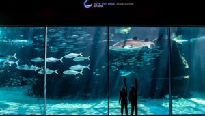 Two Oceans Aquarium offers discounted rates after 3pm