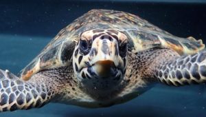 hatchlings: Two Oceans Aquarium release 23 sea turtles back into ocean