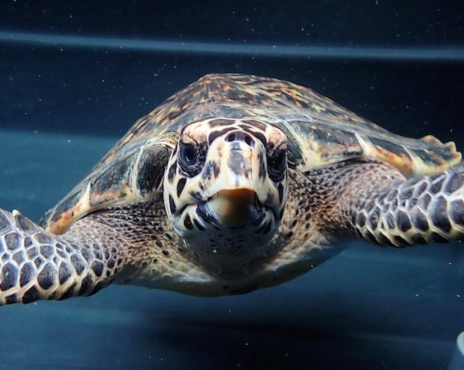 hatchlings: Two Oceans Aquarium release 23 sea turtles back into ocean