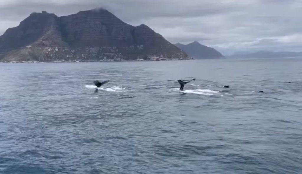 While the humans are away, the humpbacks will play