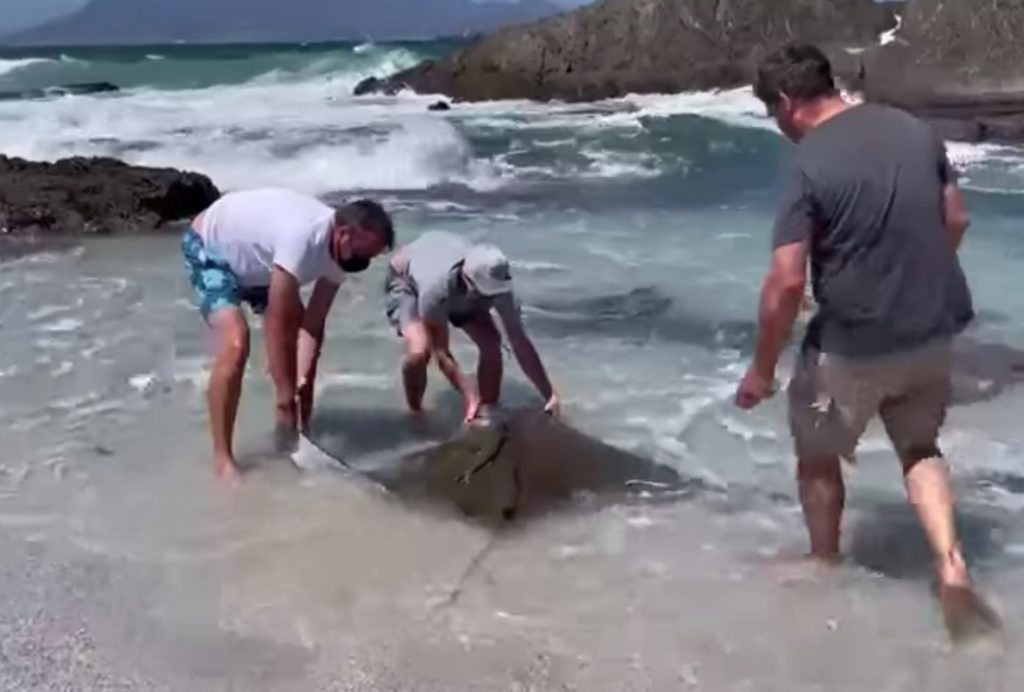 Manta ray washes up on Cape shores