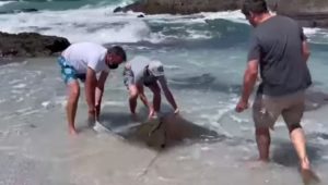 Manta ray washes up on Cape shores