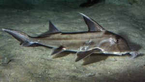 Have you seen these sharks in Cape waters?