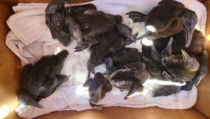 Cape Cormorant chicks rescued from Robben Island