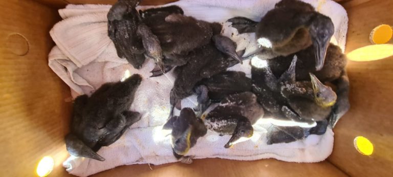 Cape Cormorant chicks rescued from Robben Island