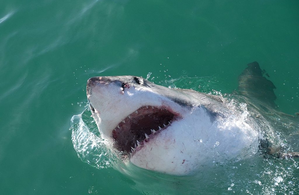 Gansbaai's favourite Great white shark, Mini Nemo, fitted with an acoustic tag