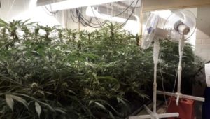 Noordhoek hydroponic marijuana lab busted