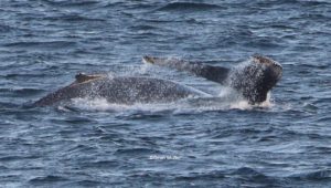 Humpbacks spotted having a whale of a time in Glencairn