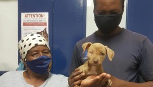 Mauled puppy gets second chance at life