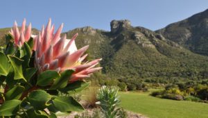 Kirstenbosch to introduce dual pricing from April