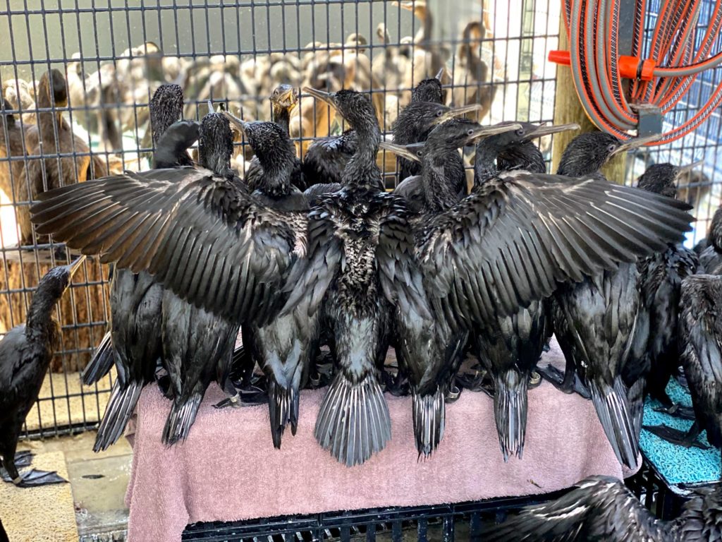 Abandoned Cape Cormorant chicks are "growing beautifully", says SANCCOB