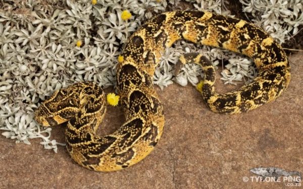 Here are the Cape's most venomous snakes, and what to do when you see one