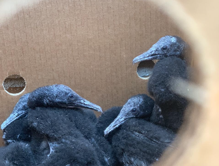 SANCCOB needs your help to care for abandoned cormorant chicks