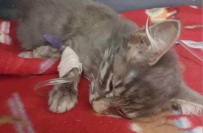 Kitten rushed to clinic after ingesting poison