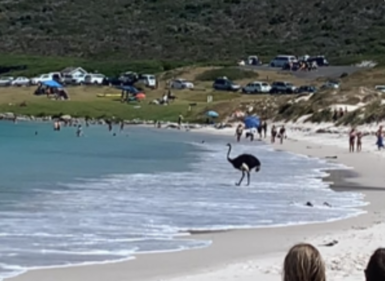 Ostrich enjoys cool waters of Cape Point beach