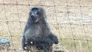 Dogwalkers in Tokai urged to be careful of Buddy the baboon