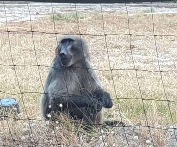Dogwalkers in Tokai urged to be careful of Buddy the baboon