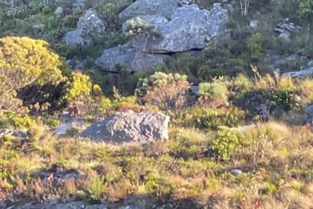 Cape caracal spotted on the hunt