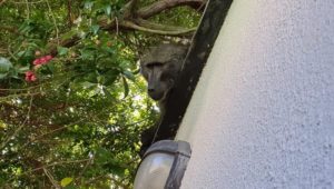Roaming baboon returned to natal Tokai troop
