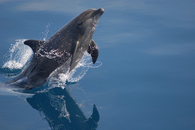 Dolphins and humans share similar personality traits, study finds