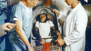 Apes, robots and men: The life and death of the first space chimp