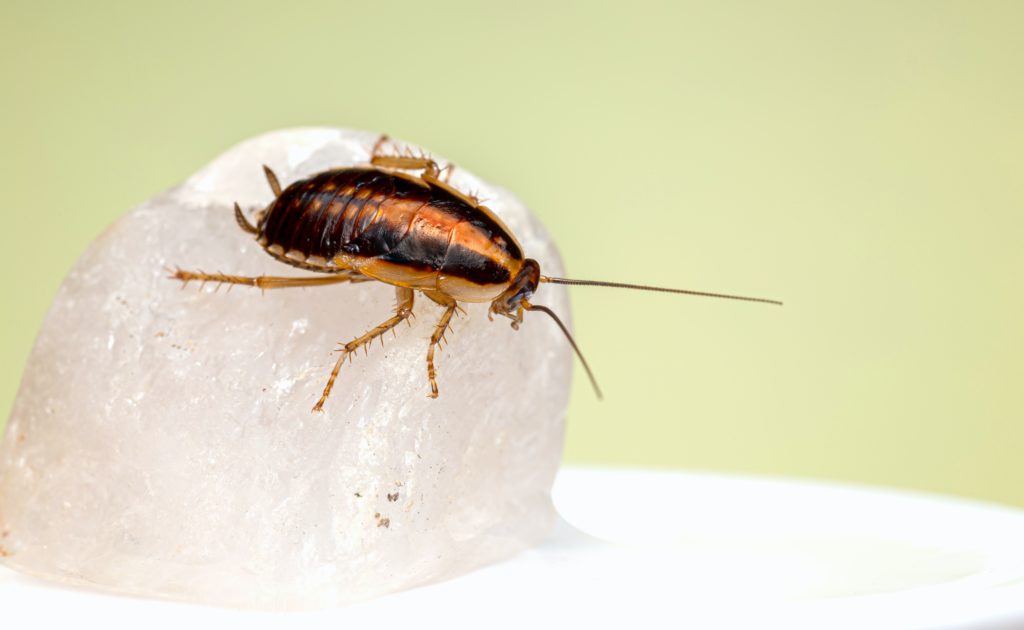 Name a cockroach after your ex this Valentine's Day