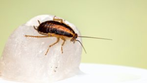 Name a cockroach after your ex this Valentine's Day