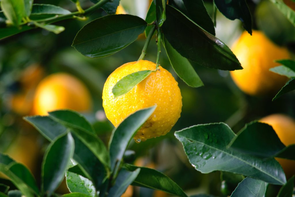 South Africa recorded record-breaking fresh citrus exports in 2020