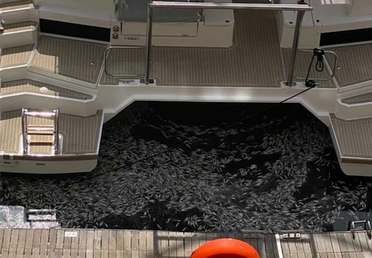 Here's why dead fish are floating in the V&A harbour