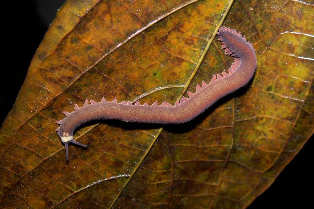 Five species of velvet roundworm found in and around the Garden Route