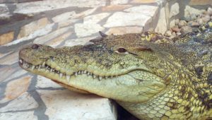 Crocs on the loose: Update on the escaped crocodiles