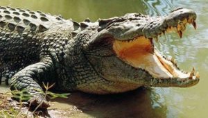 Crocodiles – Bonnievale