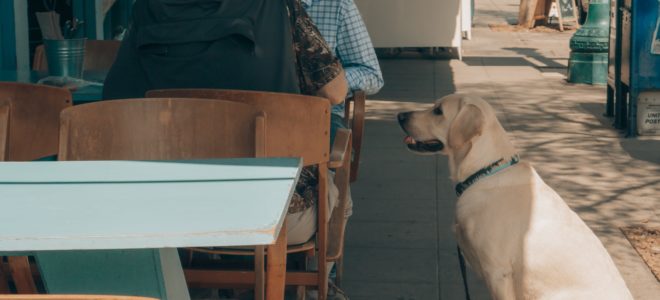 10 pet-friendly restaurants - pawfect!