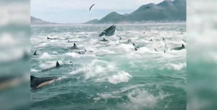 WATCH: dolphins and whale feeding at Fish Hoek