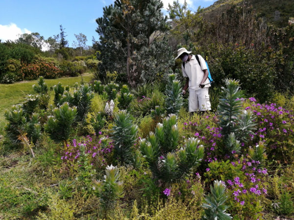 Kirstenbosch strives to save rare, endangered silver tree