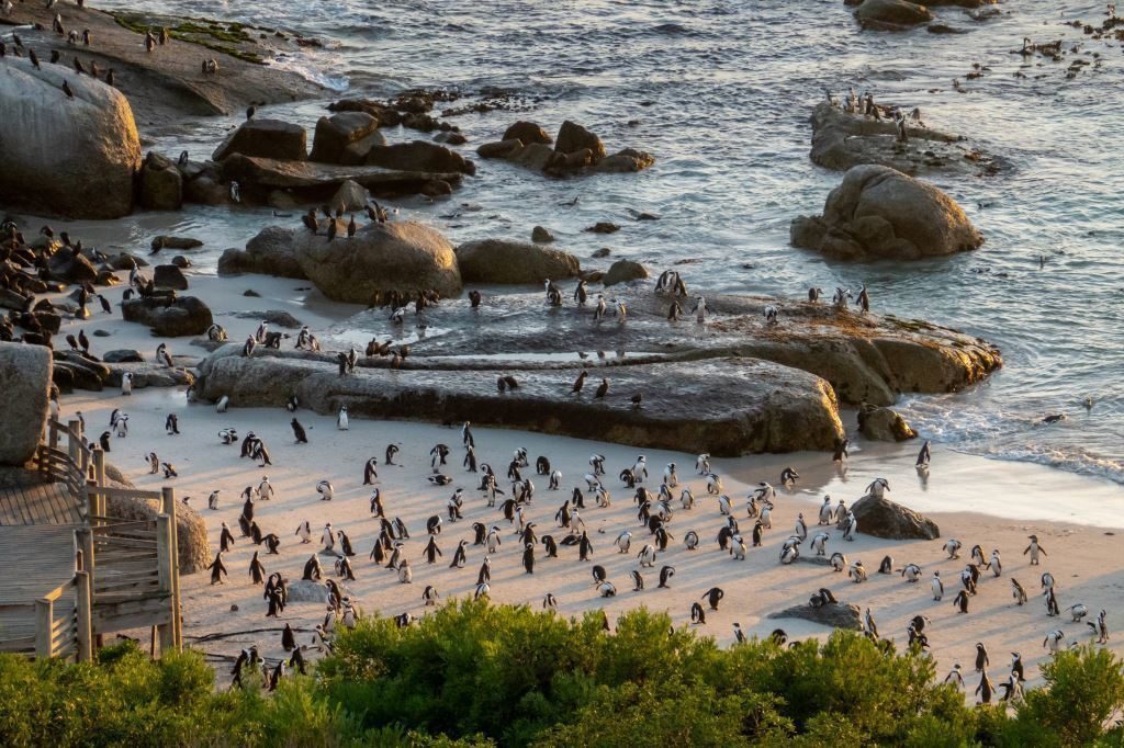 Don't be a jackass - visit the Simon's Town penguins the right way