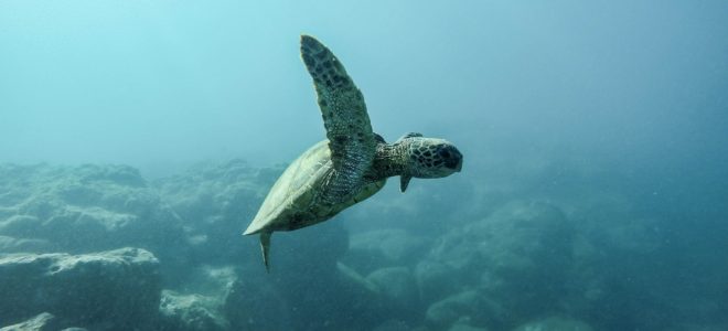 sea turtle, earth day