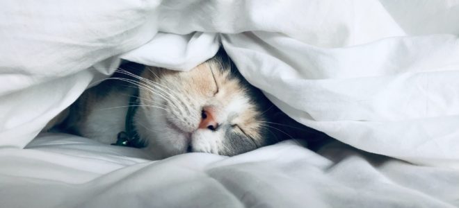 Sleep deprived? How to reset your circadian rhythm