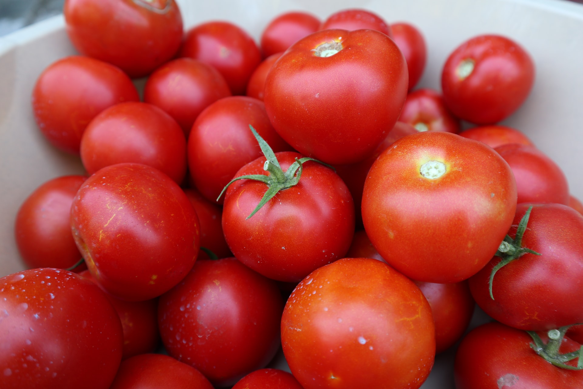 Помидоры домашние. Зараженные томаты. Томат Орегон спринг. 8 tomatoes
