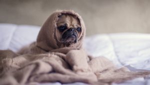tips for stressed pets