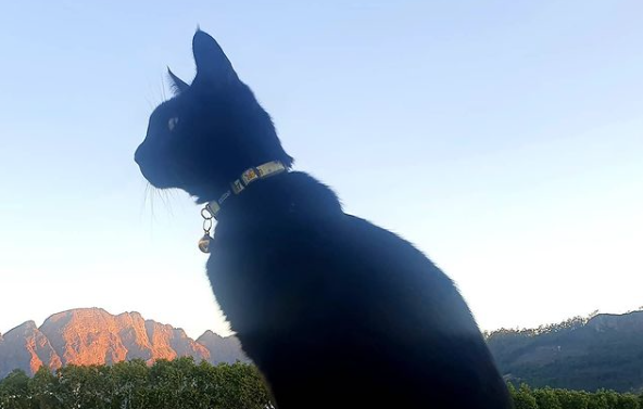 Photo Series: Cats of Cape Town catalogue