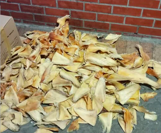 Cape Town man arrested for 450 dried shark fins